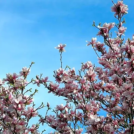 Magnolia 3*