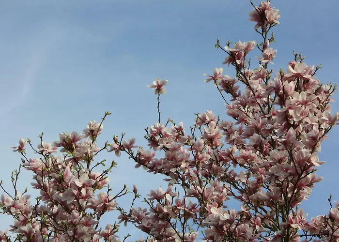 Magnolia Bed & Breakfast 3*