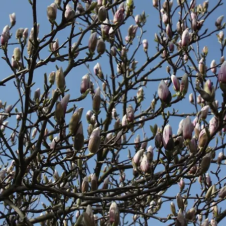 Couette-café Magnolia Vlijmen