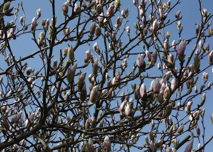 Bed & Breakfast Magnolia Vlijmen